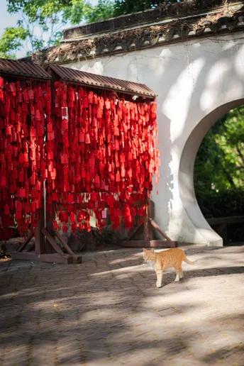 一只橙色猫在挂着红色窗帘的拱门下走