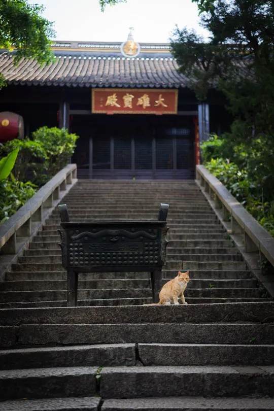 一只橙色猫坐在一些通向小建筑的台阶上