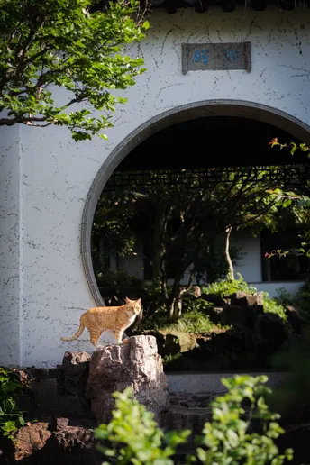 一只橙色猫穿过一个花园中的圆形隧道