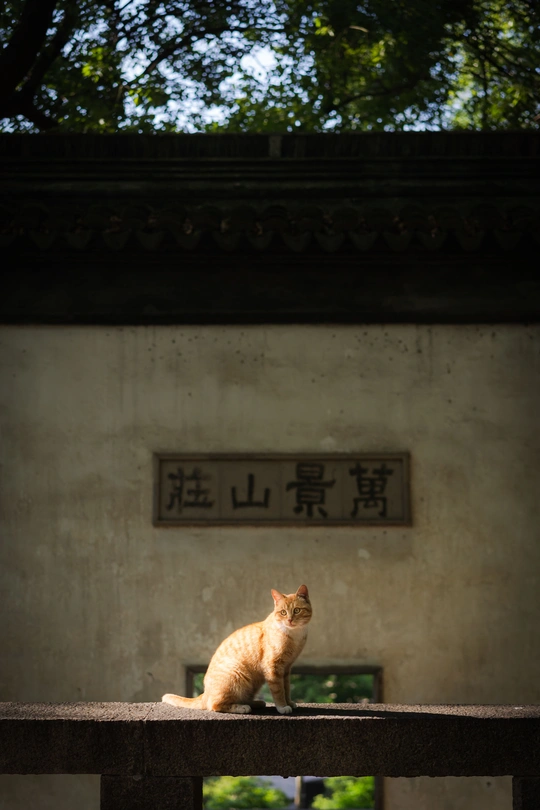 一只橙色猫坐在建筑物前的长椅上