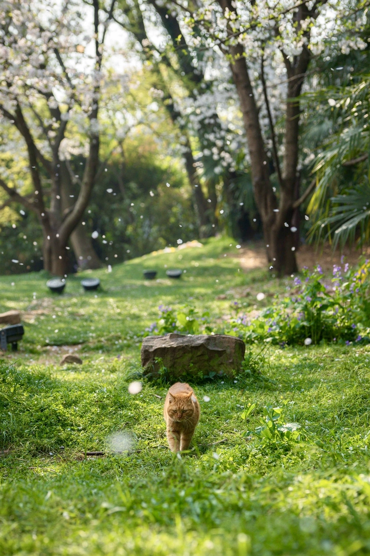 小猫咪的樱花雨