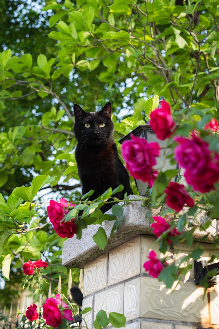 最难对焦的猫