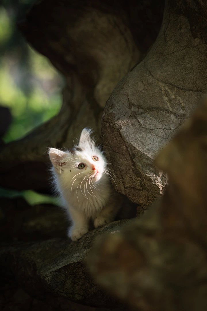 光里的猫