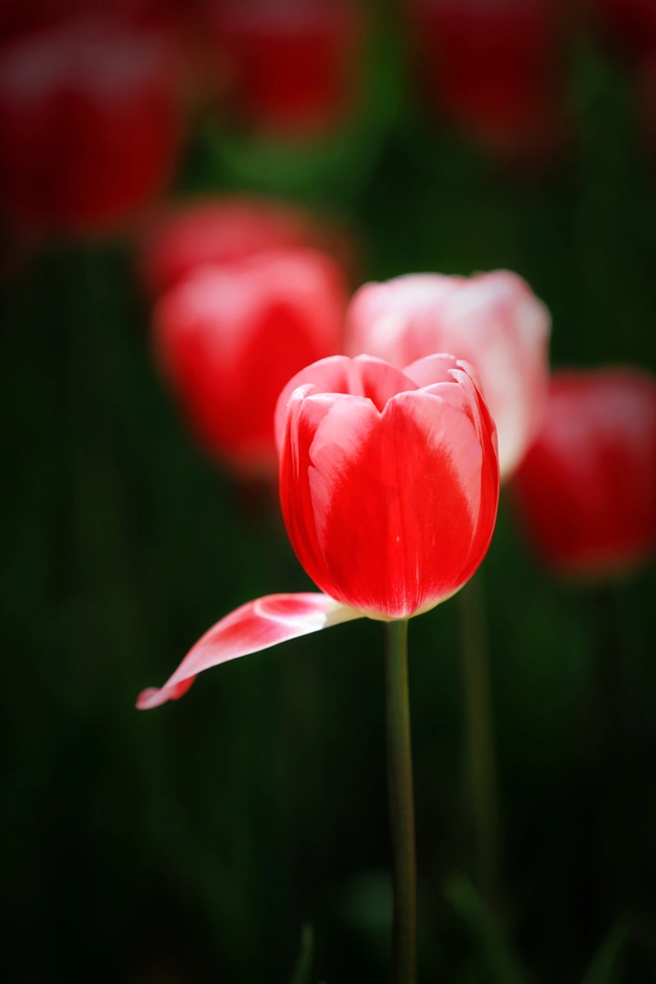 那些花