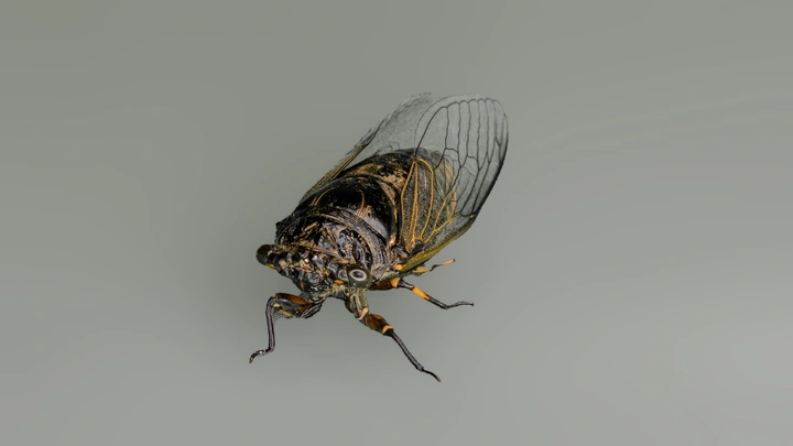 蝉