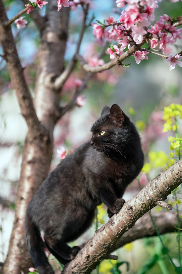 今年小黑猫的桃花运有点旺！