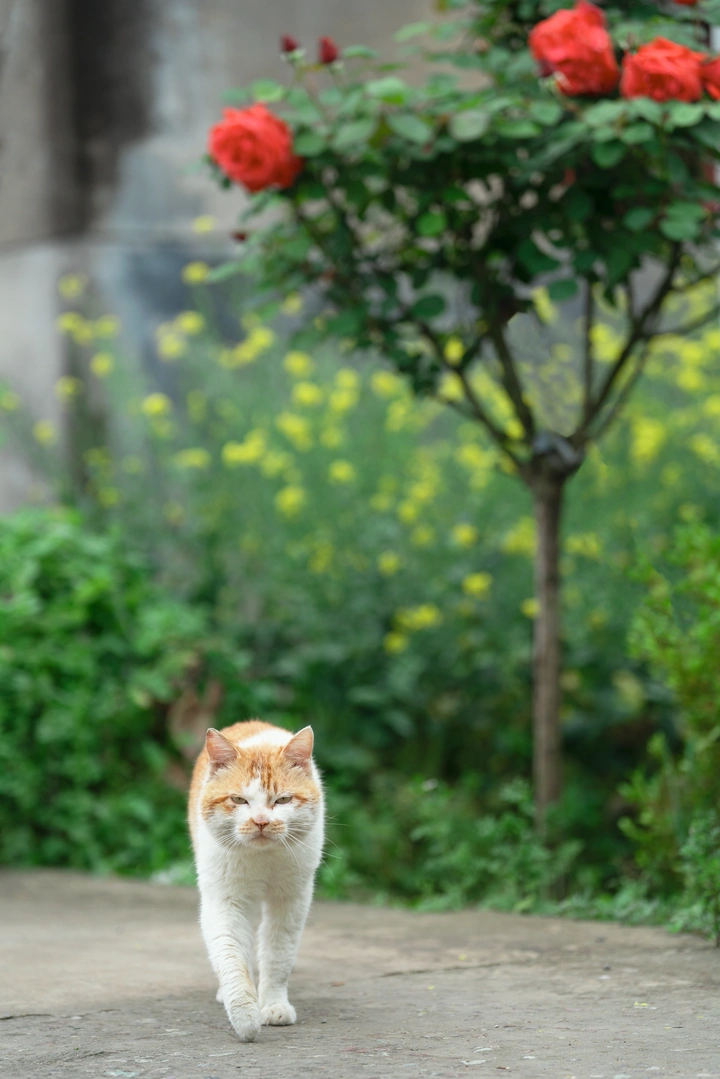 你是人间四月猫！