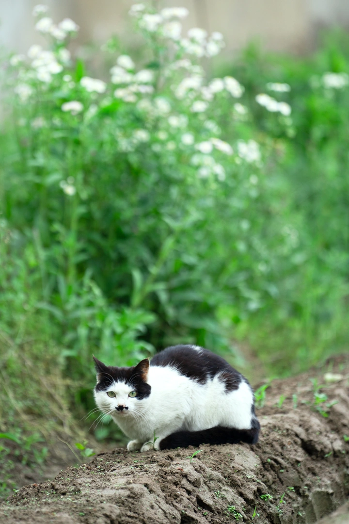 野花猫仙子