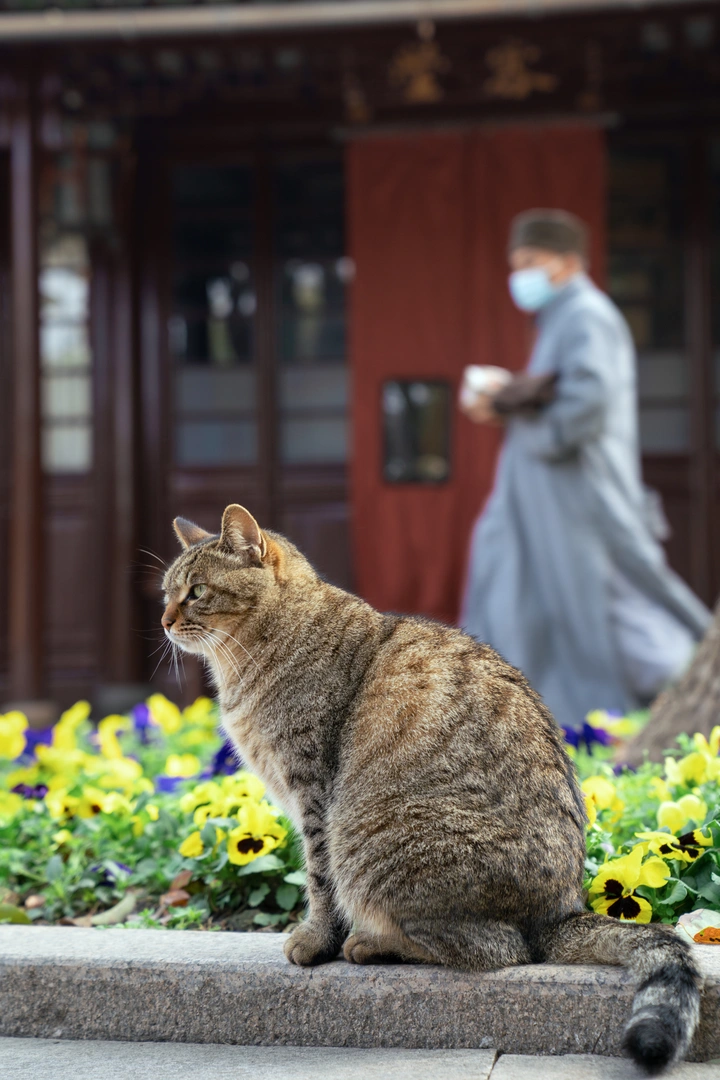 春花丛中站大狸