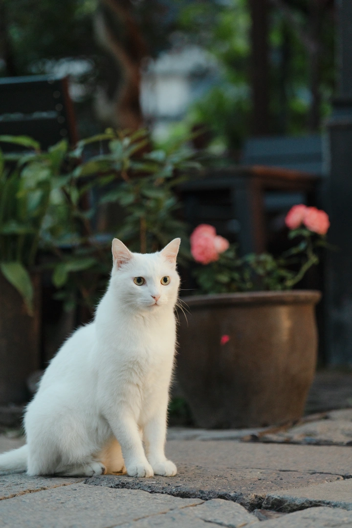 夏日傍晚，出来透风