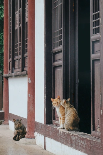 一对橙色的猫坐在一所房子的窗台上