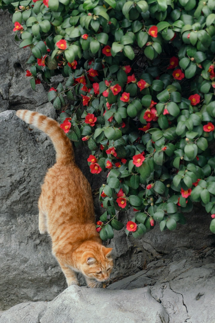 猫比花娇合集