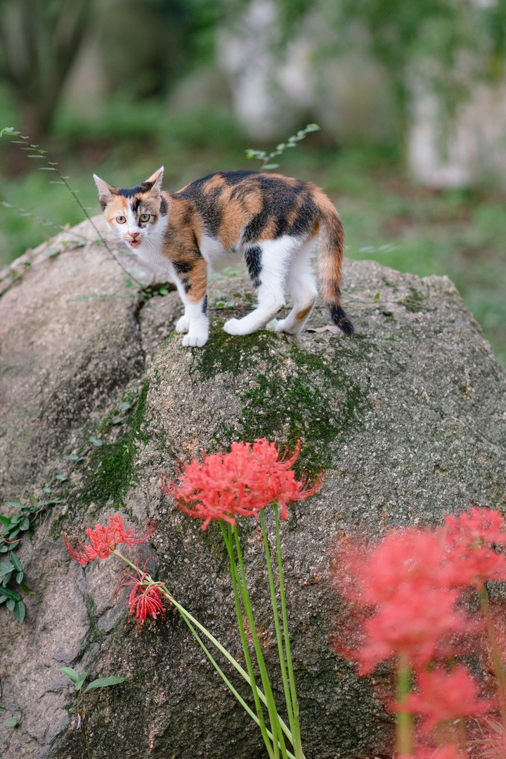 此花是我栽！