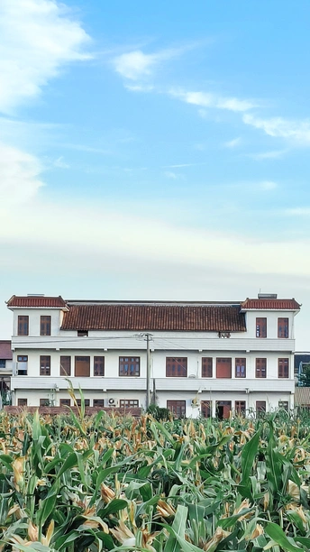 一片玉米地 背景有一座房子