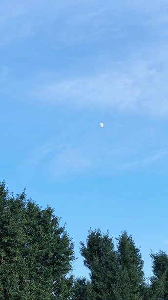 月亮在树上的蓝天上