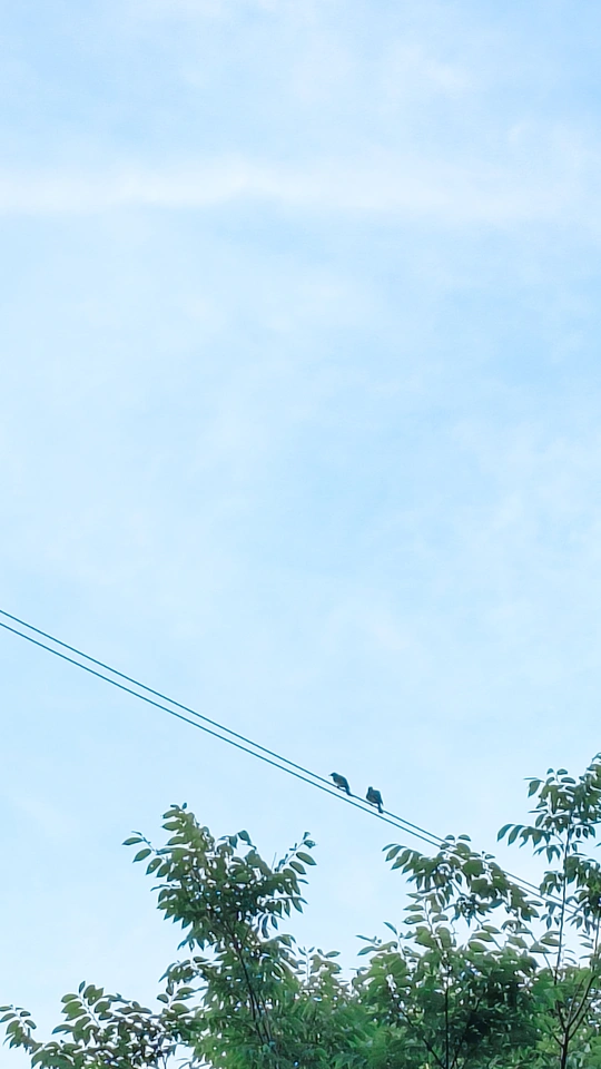 停在电线上的鸟儿与蓝天和树木相映成趣