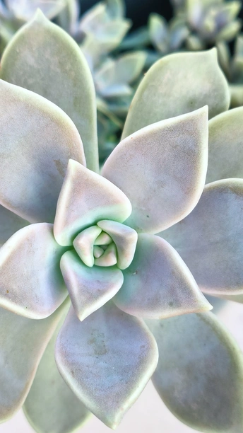 仙人掌植物的特写