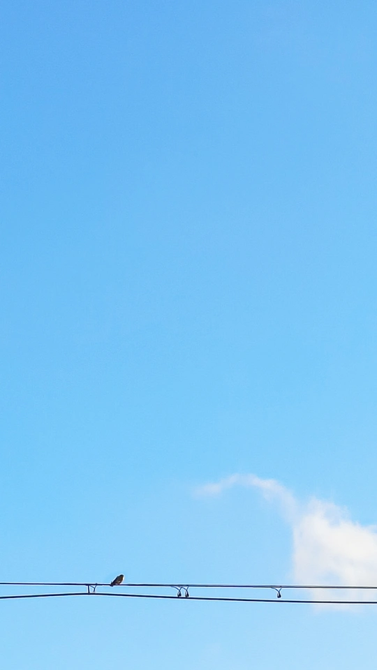 一只鸟儿坐在电线杆上 背景是蔚蓝的天空。