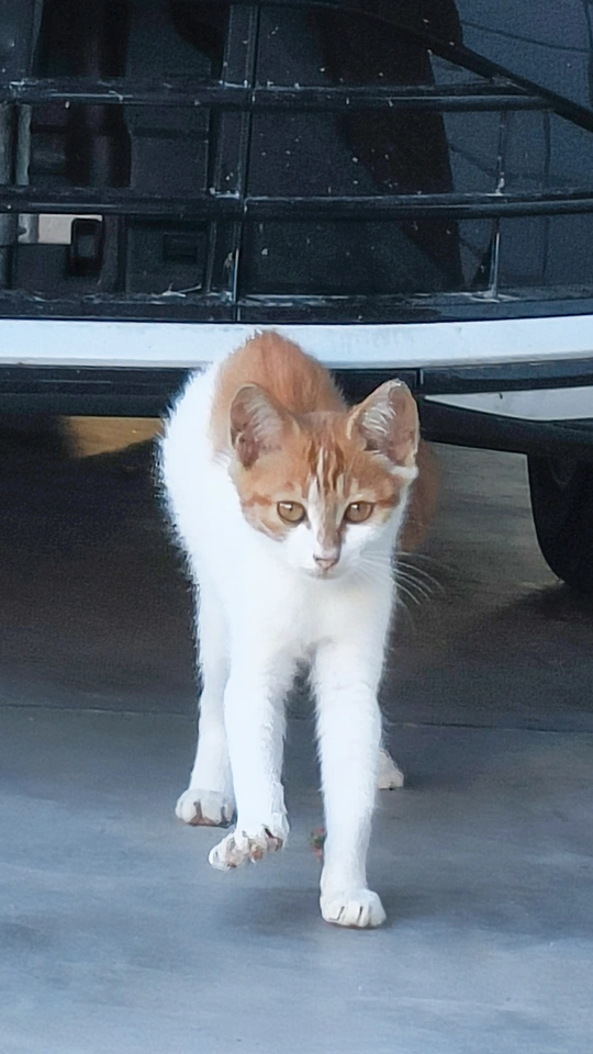 一只橙色和白色的猫咪站在一辆白色汽车下面