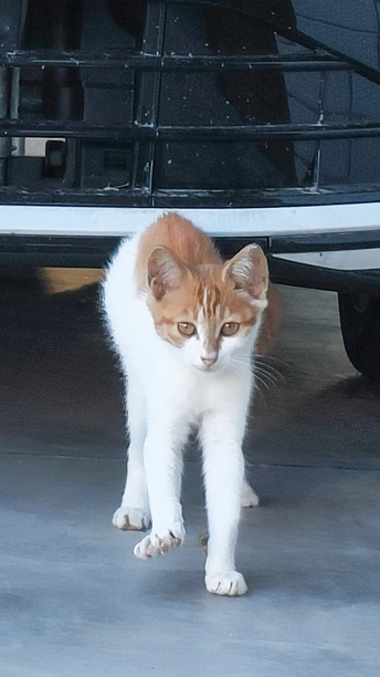 一只橙色和白色的猫咪站在一辆白色汽车下面