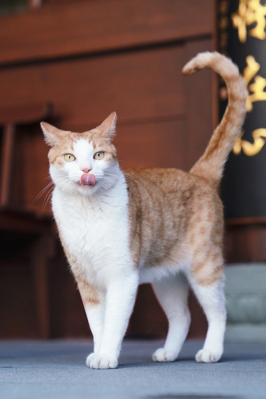 一只橙色和白色的猫站在地毯上