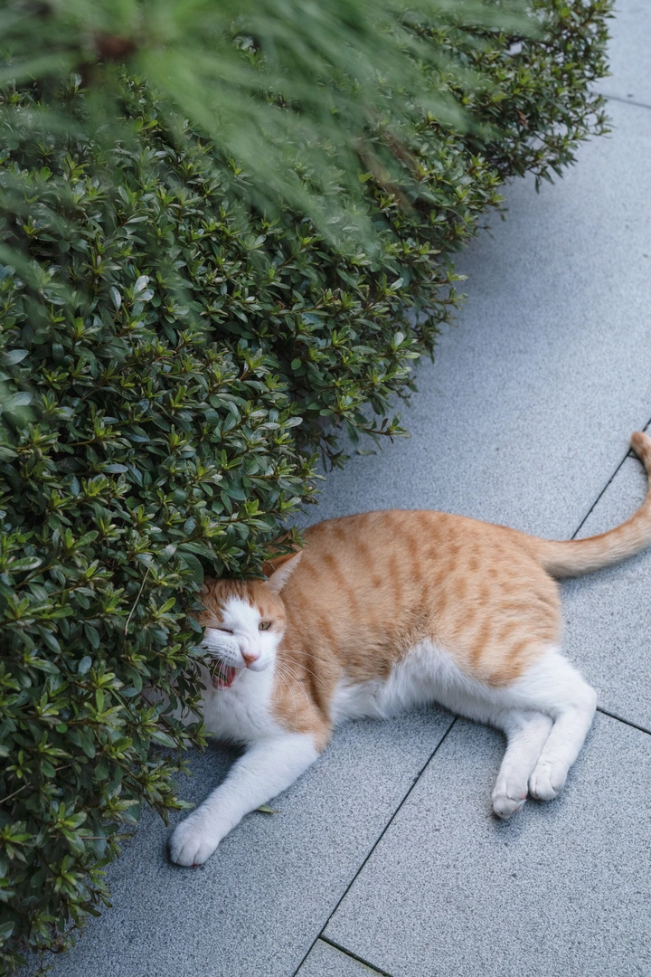 大橘猫清闲的日子