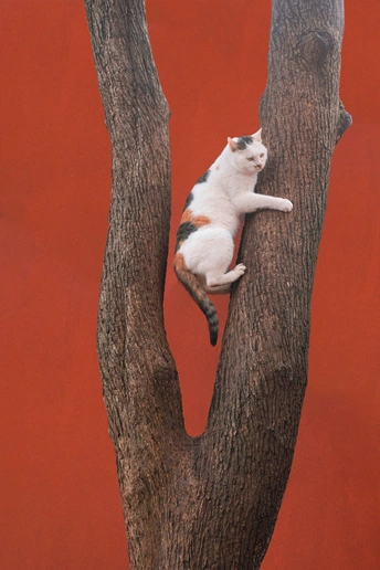 一只坐在树枝上的白色猫