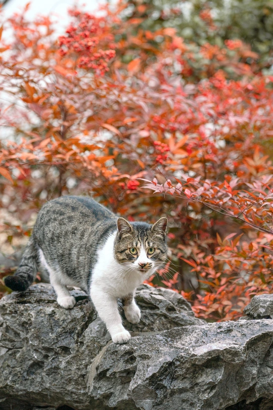 一只灰白色的猫站在一些彩色树前的巨大岩石上