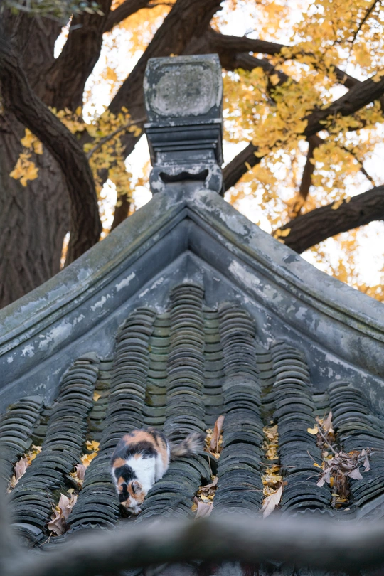 一只猫坐在屋顶上 背景有一棵树。
