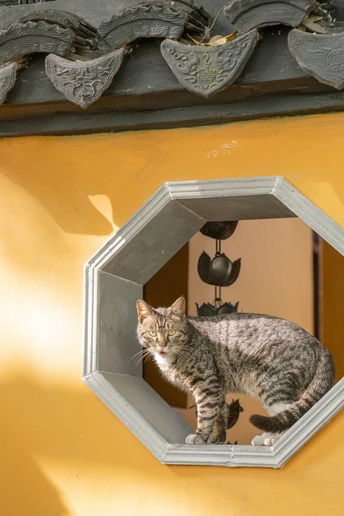 一只猫在黄色的墙壁上看着一个小窗户