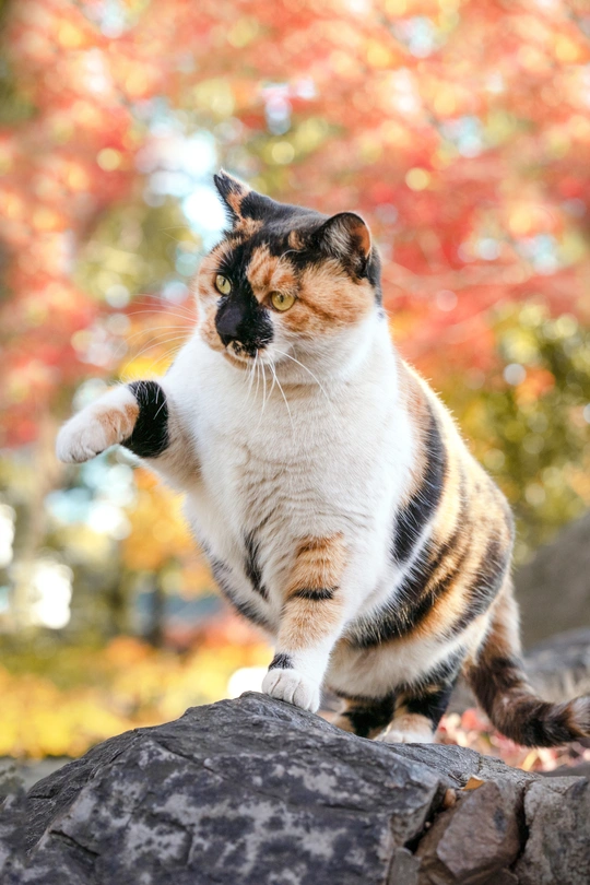 一只黑色、白色和橙色的猫坐在岩石上