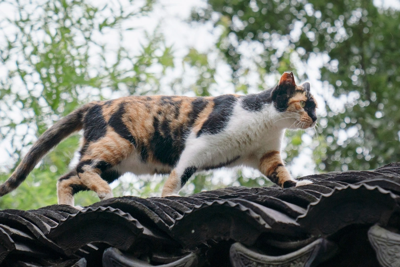 一只棕色、黑色和白色的猫在屋顶上走