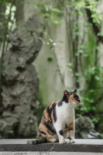 一只棕色、黑色和白色的猫坐在有树木背景的台阶上
