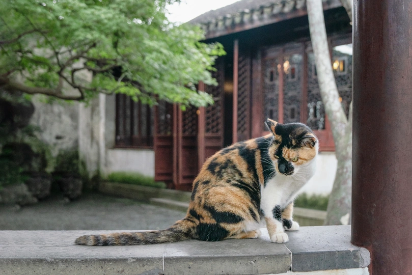 一只棕色、黑色和白色的猫坐在外面