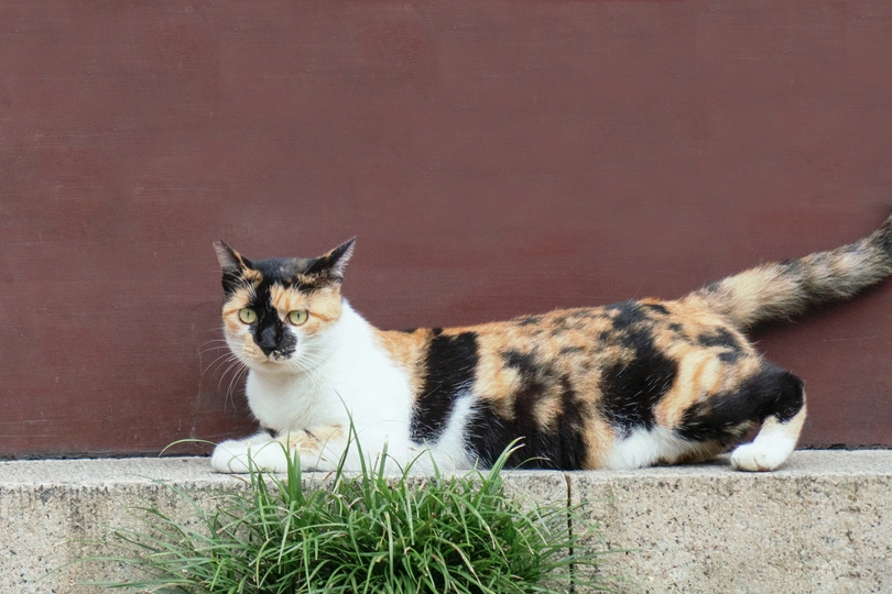 一只棕色、黑色和白色的猫坐在靠近草丛的边缘上