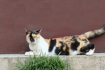 一只棕色、黑色和白色的猫坐在靠近草丛的边缘上