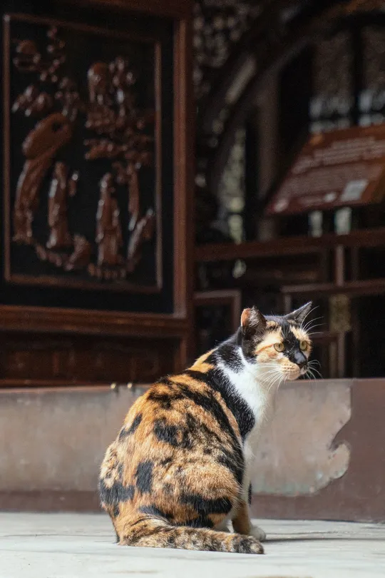 在寺庙前坐着的猫