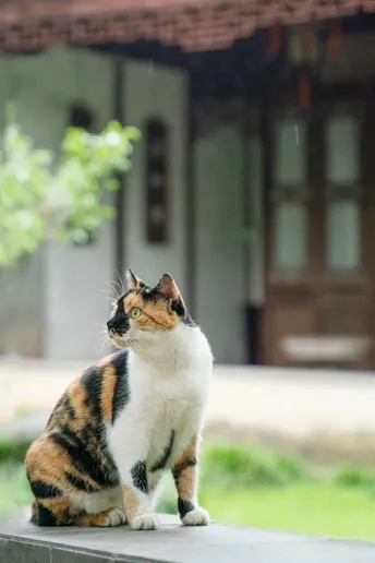 一只猫坐在房子的外面桌子上的