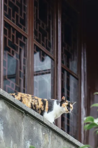 一只黑白相间的猫坐在建筑物的阳台上 凝视着窗户。