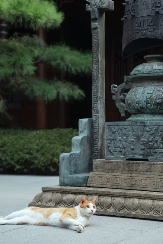 一只橙色和白色的猫躺在寺庙前面的人行道上