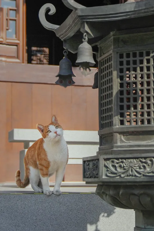 一只橙色和白色的猫坐在灯笼旁边的一张长椅上 旁边有一座建筑。