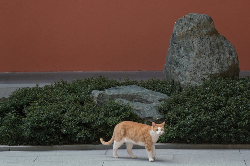 一只橙色和白色的猫在人行道上靠近一块大岩石和灌木丛中行走