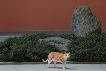 一只橙色和白色的猫在人行道上靠近一块大岩石和灌木丛中行走