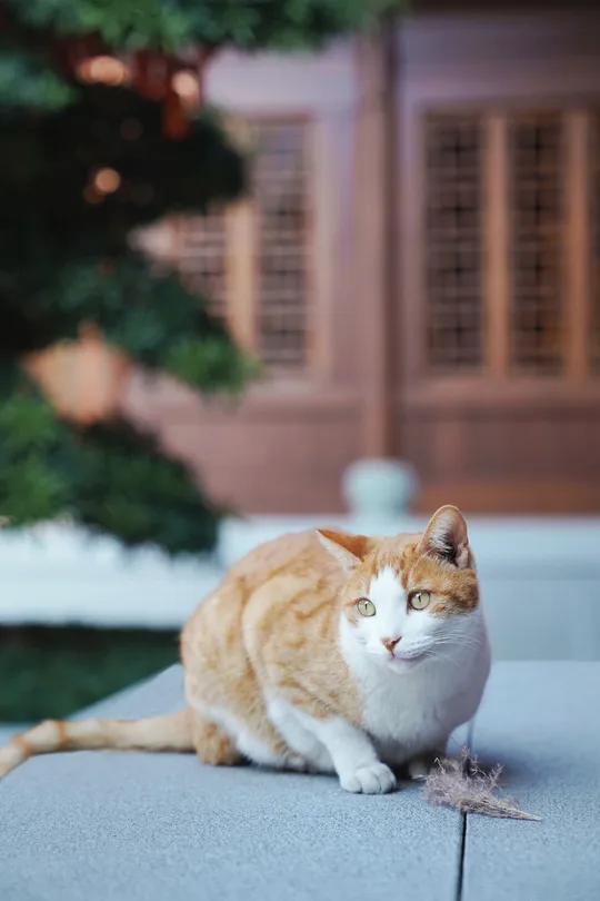 一只橙色和白色的猫坐在房子前面