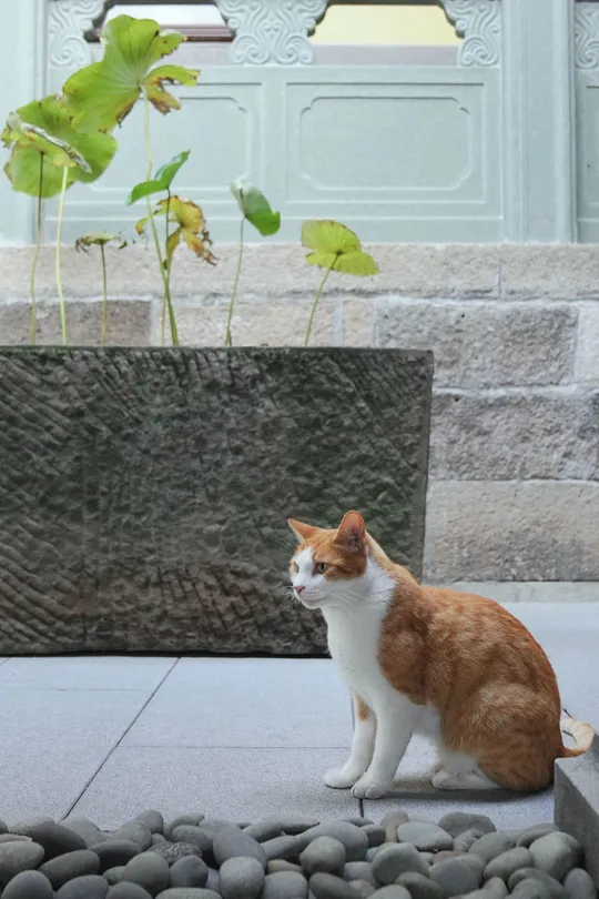 一只橙色和白色的猫坐在一些石头上 旁边有一尊雕像。