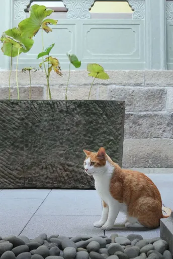 一只橙色和白色的猫坐在一些石头上 旁边有一尊雕像。