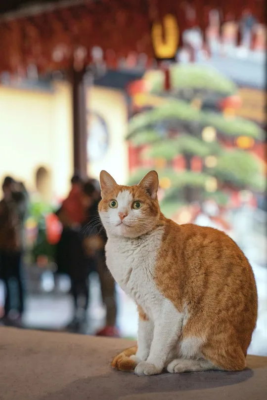 一只橙色和白色的猫坐在餐厅的桌子旁