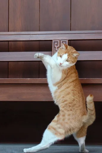 一只橙色和白色的猫坐在木凳上