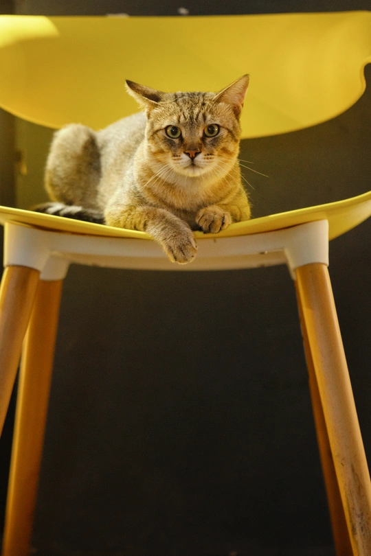 一只猫坐在黄色的椅子上