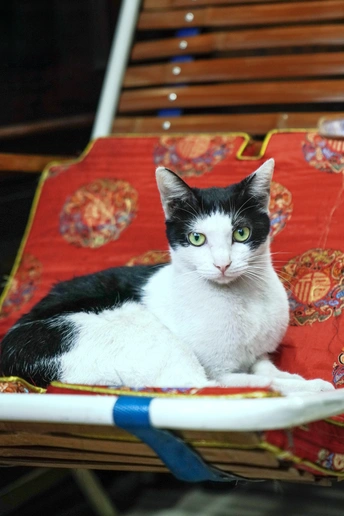 一只黑白相间的猫坐在红色的椅子上 上面放着一个白色的盘子。